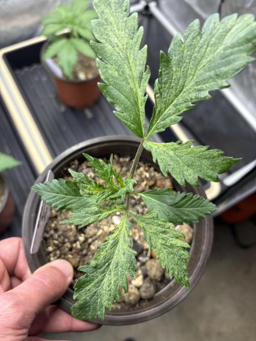 GrapeGod - Summer 2026. Week 2 - GrapeGod #2 - Variegation