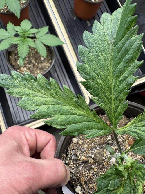 GrapeGod - Summer 2026. Week 2 - GrapeGod #2 - Variegation