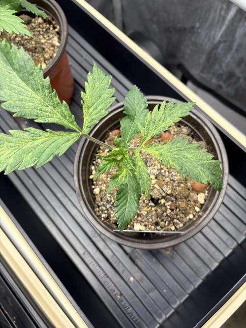 GrapeGod - Summer 2026. Week 2 - GrapeGod #2 - Day 14