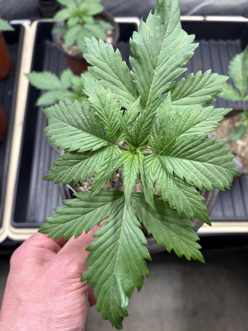 GrapeGod - Summer 2026. Week 2 - GrapeGod #1 - Day 14