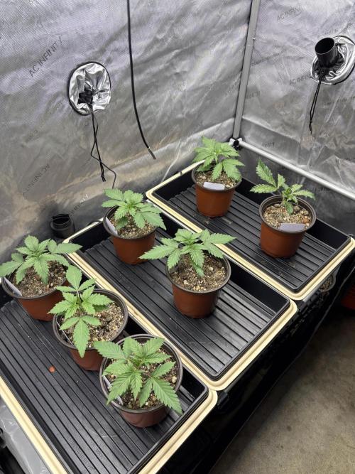 GrapeGod - Summer 2026. Week 2 - Propagation Garden - Day 14
