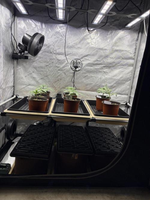 GrapeGod. Week 2