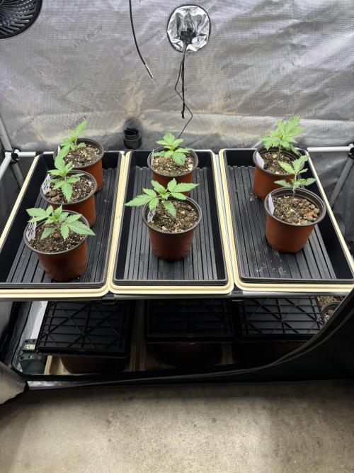Blue Dynamite - Summer 2026. Week 2 - Propagation Garden
