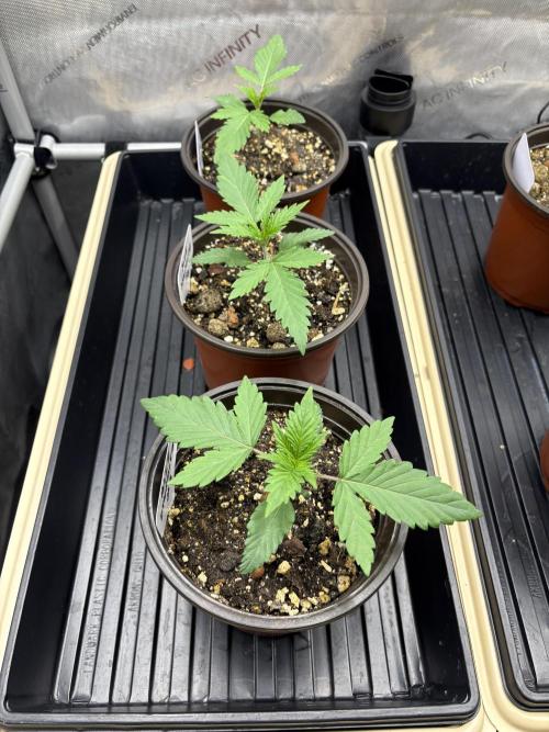 Blue Dynamite - Summer 2026. Week 2 - Blue Dynamite Specimens