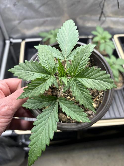 Blue Dynamite - Summer 2026. Week 2 - Blue Dynamite #2 - Day 14