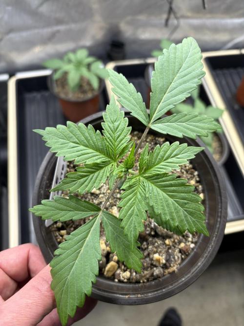 Blue Dynamite - Summer 2026. Week 2 - Blue Dynamite #1 - Day 14