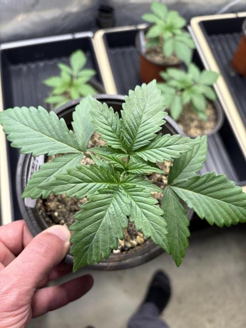 Blue Dynamite - Summer 2026. Week 2 - Blue Dynamite #3 - Day 14
