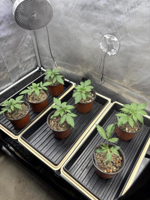 Blue Dynamite - Summer 2026. Week 2 - Propagation Garden - Day 14