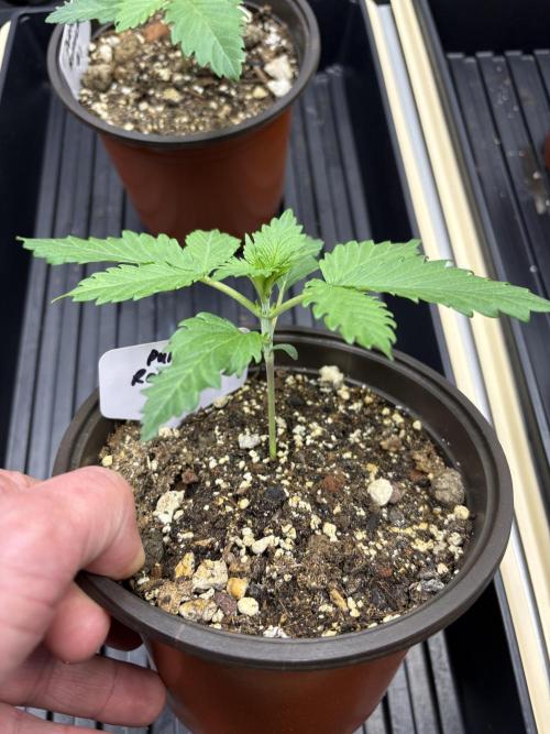 Purple Romulan - Summer 2026. Week 2 - Purple Romulan #2 - Inter-nodal Spacing