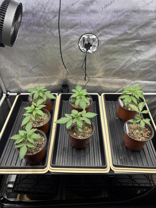 Purple Romulan - Summer 2026. Week 2 - Propagation Garden - Day 14