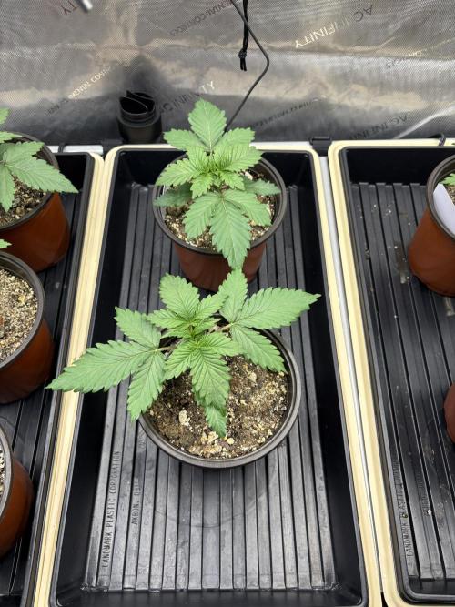 Purple Romulan - Summer 2026. Week 2 - Purple Romulan Specimens