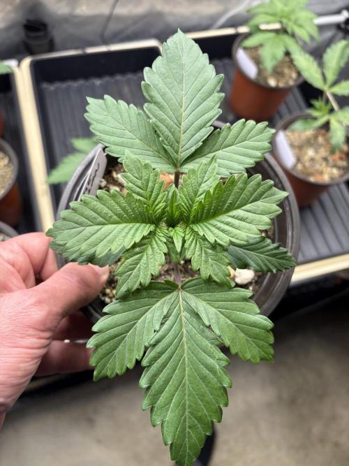 Purple Romulan - Summer 2026. Week 2 - Purple Romulan #1 - Day 14