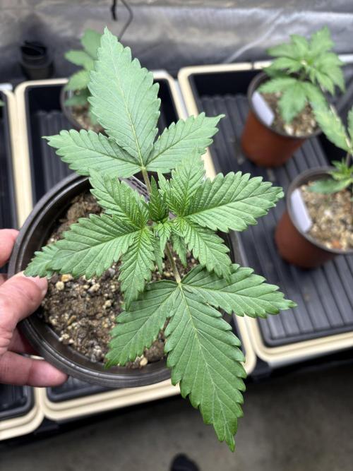 Purple Romulan - Summer 2026. Week 2 - Purple Romulan #2 - Day 14