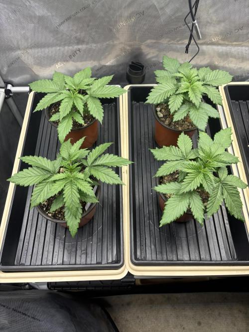 Blue Dynamite - Summer 2026. Week 3 - Propagation Garden - Day 19