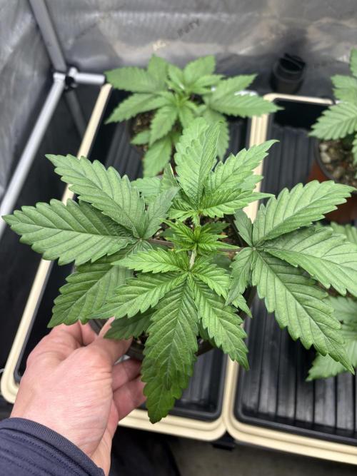 Blue Dynamite - Summer 2026. Week 3 - Blue Dynamite #2 - Day 19