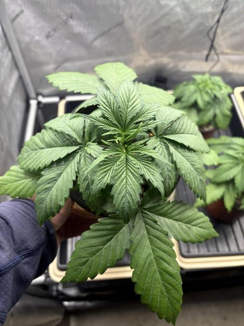 Blue Dynamite - Summer 2026. Week 3 - Blue Dynamite #1 - Day 21