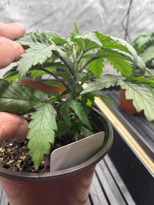 Blue Dynamite - Summer 2026. Week 3 - Blue Dynamite #2 - Day 21