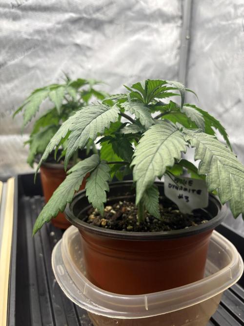 Blue Dynamite - Summer 2026. Week 3 - Blue Dynamite #3 - Day 21