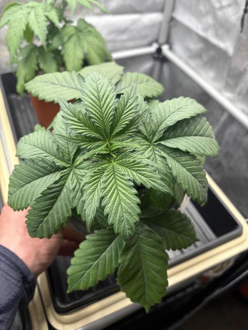 Blue Dynamite - Summer 2026. Week 3 - Blue Dynamite #3 - Day 21