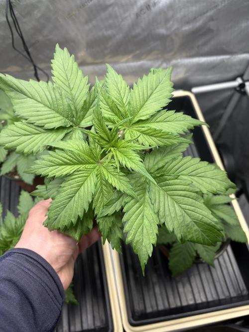GrapeGod - Summer 2026. Week 3 - GrapeGod #1 - Day 19