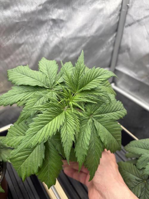 GrapeGod. Week 3