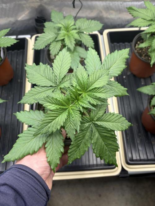 Purple Romulan - Summer 2026. Week 3 - Purple Romulan #2 - Day 19