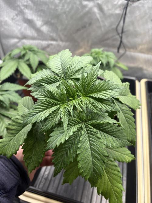 Purple Romulan - Summer 2026. Week 3 - Purple Romulan #2 - Day 21