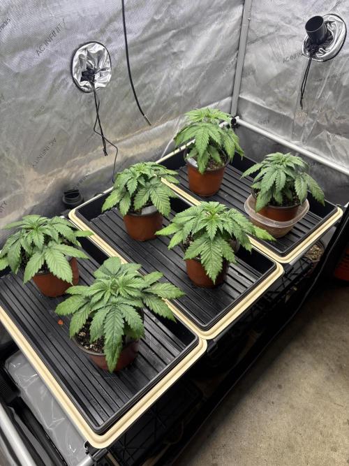 Purple Romulan. Week 3