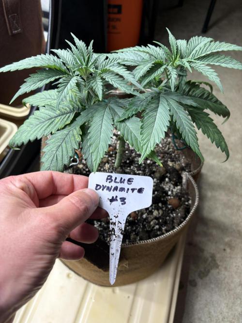 Blue Dynamite - Summer 2026. Week 5 - Blue Dynamite #3 - Day 35