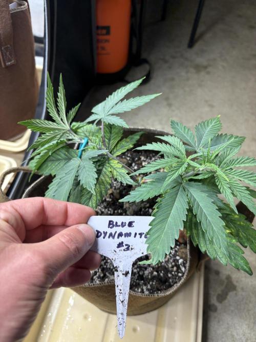 Blue Dynamite - Summer 2026. Week 5 - Blue Dynamite #2 - Day 35