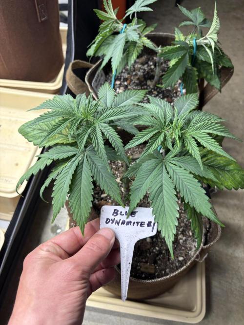 Blue Dynamite - Summer 2026. Week 5 - Blue Dynamite #1 - Day 35