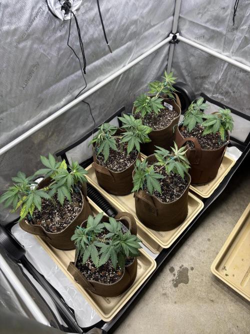 Drip Irrigation from Rain Barrel. Week 5