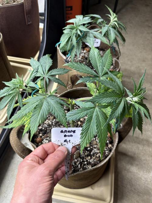 GrapeGod - Summer 2026. Week 5 - Grape God #1 - Day 35