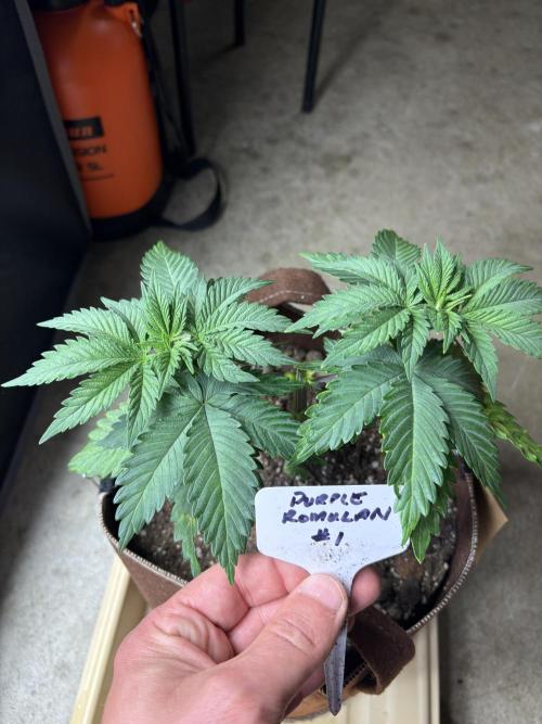 Purple Romulan - Summer 2026. Week 5 - Purple Romulan #1 - Day 35