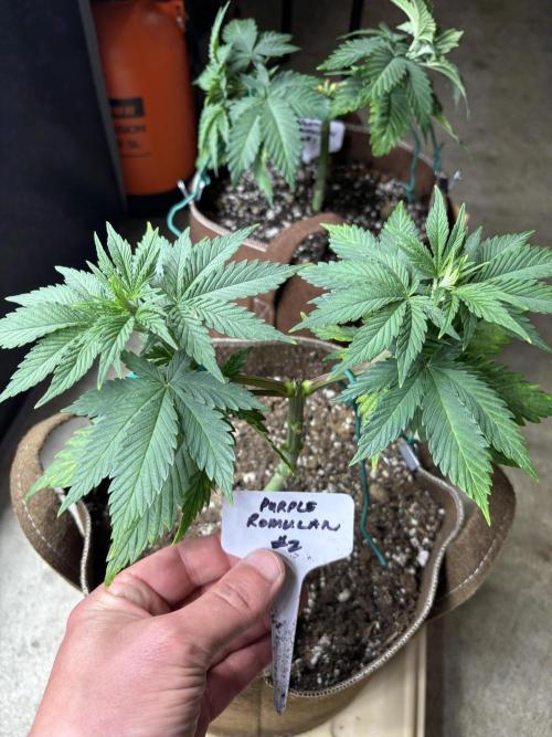 Purple Romulan - Summer 2026. Week 5 - Purple Romulan #2 - Day 35