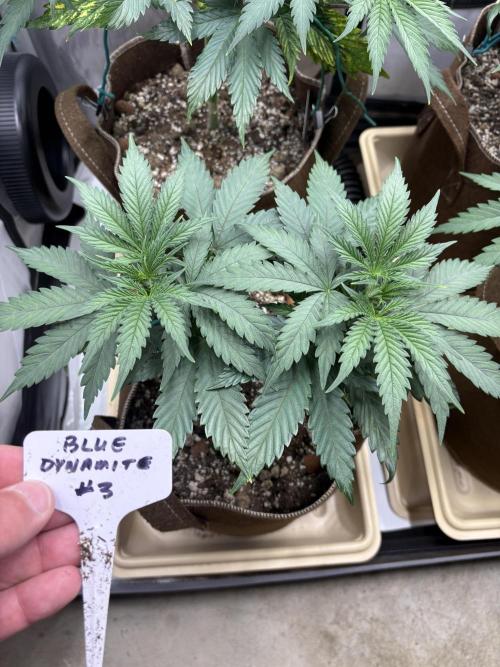 Blue Dynamite - Summer 2026. Week 6 - Blue Dynamite #3 - Day 39