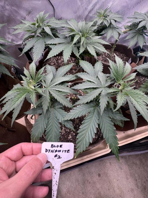 Blue Dynamite - Summer 2026. Week 6 - Blue Dynamite #2 - Day 39