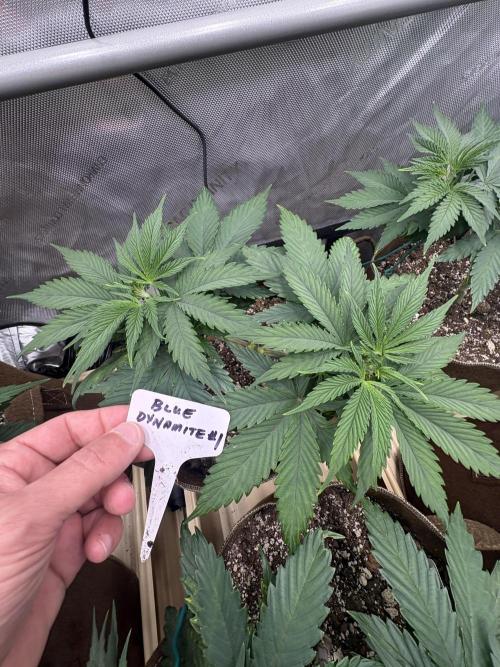 Blue Dynamite - Summer 2026. Week 6 - Blue Dynamite #1 - Day 39