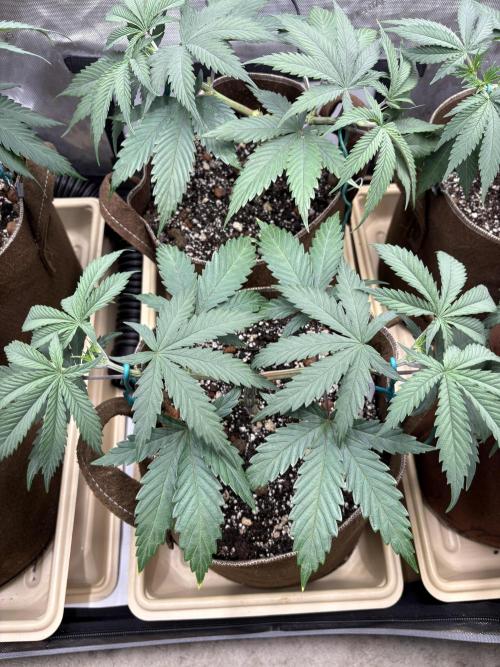 Blue Dynamite - Summer 2026. Week 6 - Blue Dynamite #2 - Day 42