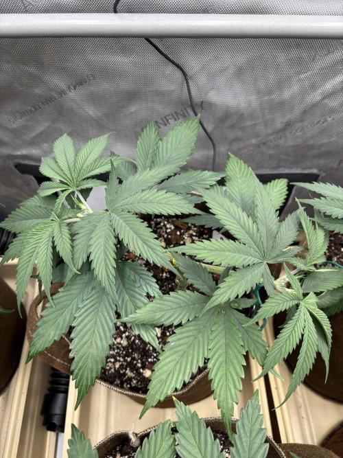 Blue Dynamite - Summer 2026. Week 6 - Blue Dynamite #1 - Day 42