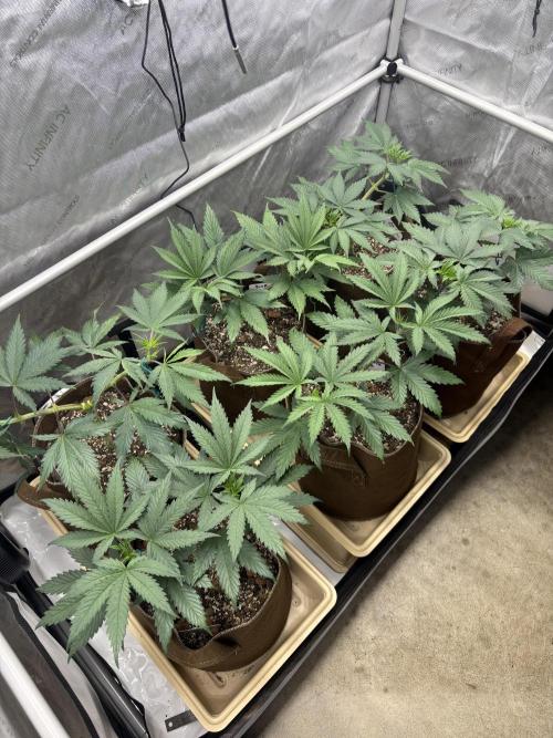 Blue Dynamite - Summer 2026. Week 6 - Propagation Garden - Day 42