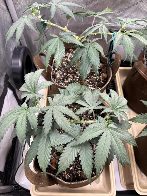 Drip Irrigation from Rain Barrel. Week 6