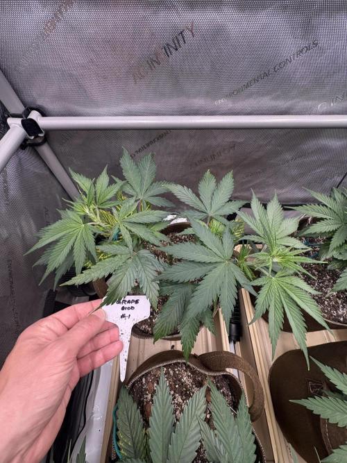 GrapeGod - Summer 2026. Week 6 - GrapeGod #1 - Day 39
