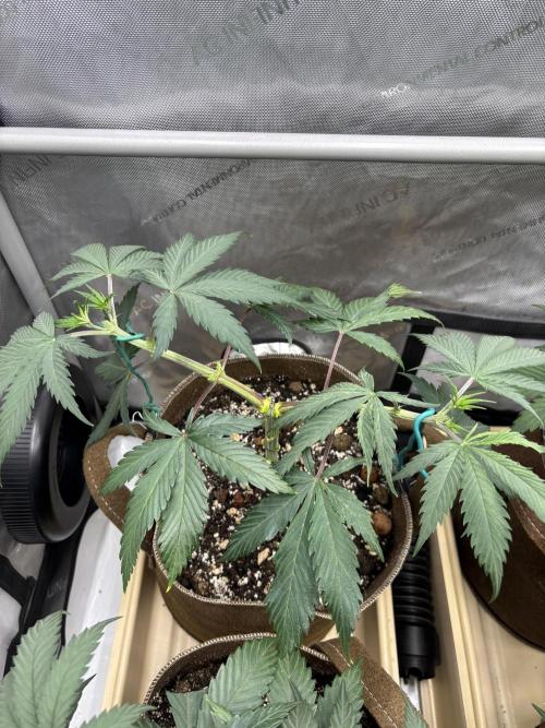 GrapeGod. Week 6
