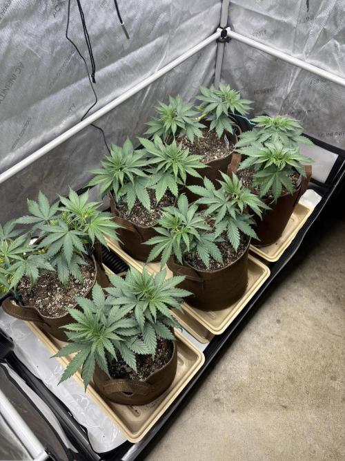 Purple Romulan - Summer 2026. Week 6 - Propagation Garden - Day 39