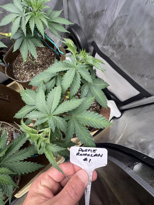 Purple Romulan - Summer 2026. Week 6 - Purple Romulan #1 - Day 39