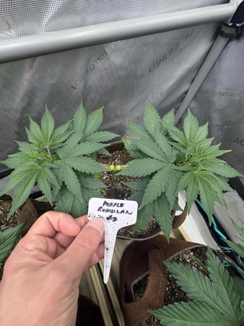 Purple Romulan - Summer 2026. Week 6 - Purple Romulan #2 - Day 39