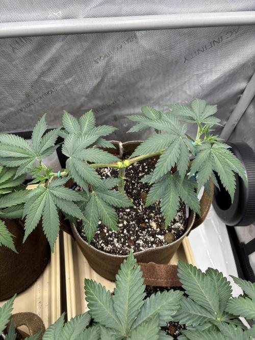 Purple Romulan. Week 6