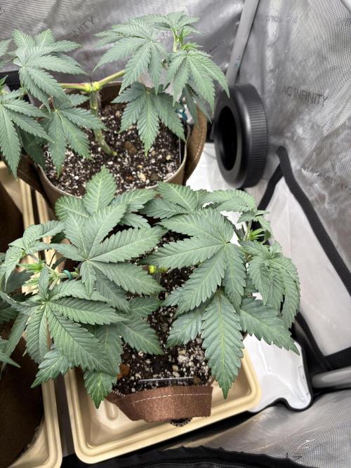 Purple Romulan - Summer 2026. Week 6 - Purple Romulan #1 - Day 42