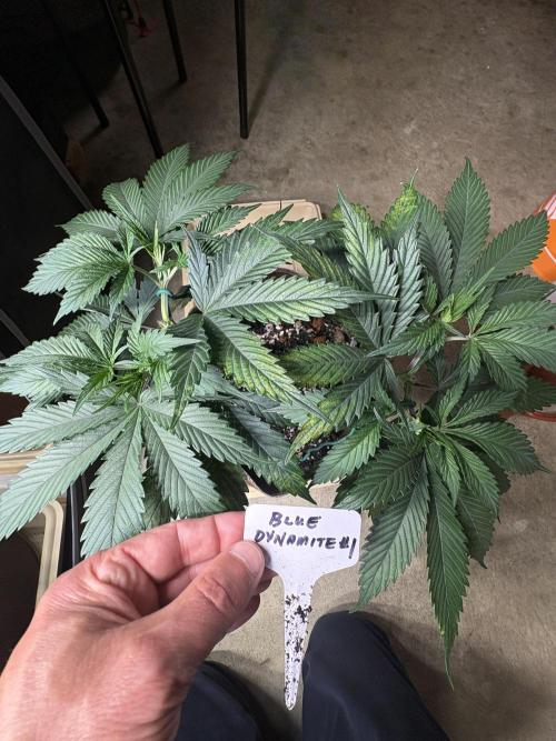 Blue Dynamite - Summer 2026. Week 7 - Blue Dynamite #1 - Day 47